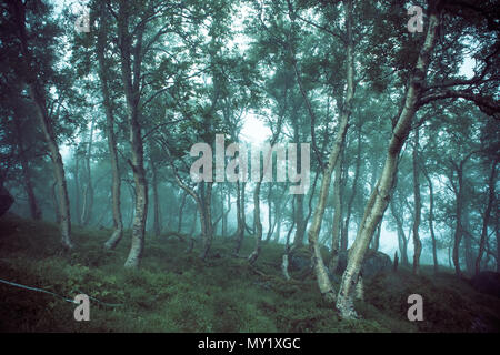 Forêt d'arbres feuillus effrayant sombre Banque D'Images