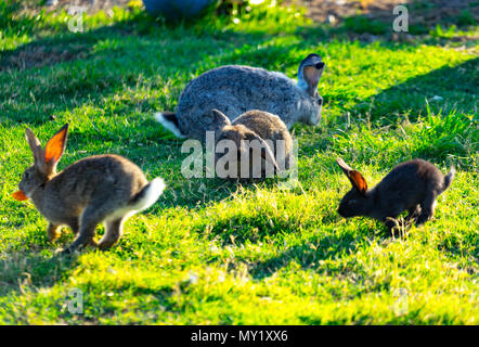 Beaucoup de lapins colorés avec fluffy hair assis sur l'herbe verte sur le pré par temps ensoleillé. Banque D'Images