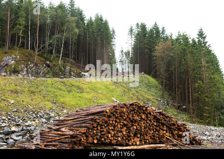 Les piles de journaux le long de la route forestière Banque D'Images