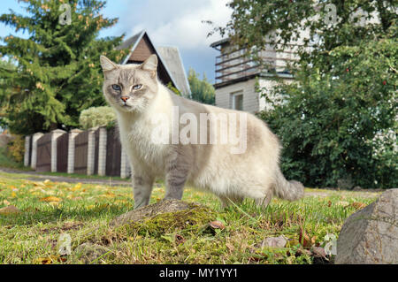 Un pays chat dans un cadre naturel, les souris et les oiseaux de chasse. Journée d'automne ensoleillée piscine shot Banque D'Images