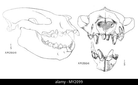 . Crâne d'Sarkastodon mongolensis . 1938. W. Granger 475 Sarkastodon scull AMNH Banque D'Images