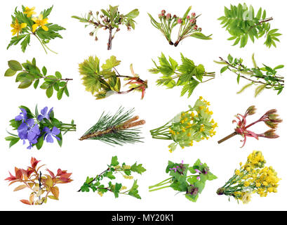 Européen de printemps Avril les rameaux des arbres et des fleurs sauvages. Studio de prises de vue macro. Les images intégrales trouver dans mon portefeuille Banque D'Images