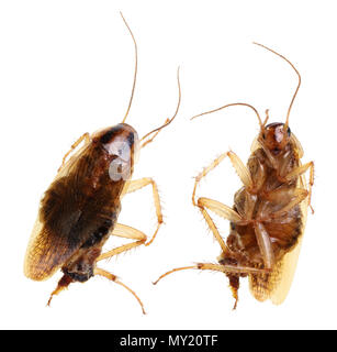 Mort écrasé domestique ordinaire accueil cafard rouge - vue de deux côtés. Isolé sur un plan macro studio blanc Banque D'Images