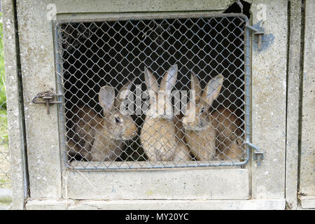 Élever des lapins dans une huche, ferme, nord Mayenne (Pays de la Loire, France). Banque D'Images