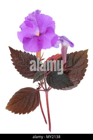 La forêt au printemps avec des plantes aux cheveux rouge feuilles et fleurs bleues . Isolé sur un plan macro studio blanc Banque D'Images