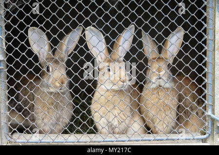 Élever des lapins dans une huche, ferme, nord Mayenne (Pays de la Loire, France). Banque D'Images