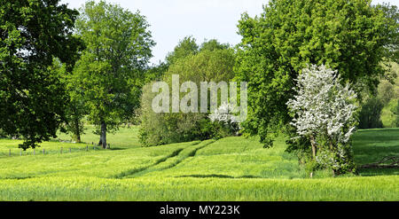 Champ de blé et les haies au printemps (au nord de la Mayenne, Pays de la Loire, France). Banque D'Images