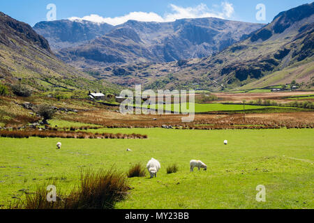 Visualiser jusqu'Nant Ffrancon valley aux montagnes Glyder avec des moutons paissant sur une ferme dans le parc national de Snowdonia. Ogwen, Bethesda, au nord du Pays de Galles, Royaume-Uni Banque D'Images