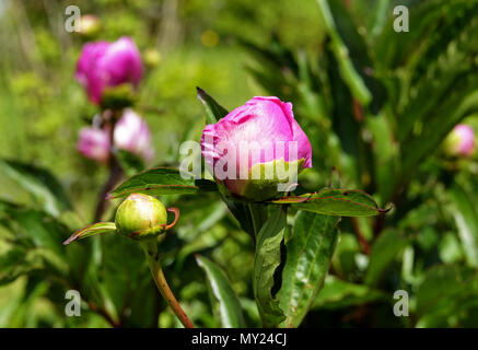 La pivoine (Paeonia officinalis commune L, Paeoniacea), la pivoine herbacée vivace (Potager de Suzanne, Le Pas, Mayenne, Pays de la Loire, France). Banque D'Images