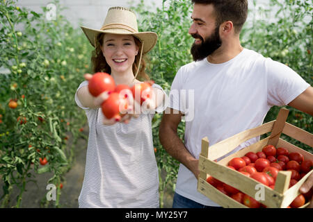 De plus en plus mûrs tomates naturelles dans une serre Banque D'Images