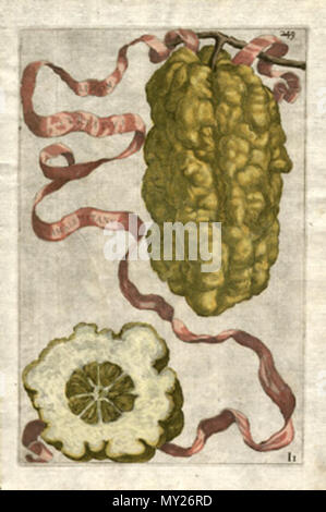 . Striatus amalphitanus. Illustration (gravure coloriée à la plaque de cuivre) de : Giovanni Baptista (ou Battista) Ferrari 'Hespérides, 1646 ed. 1646 .. gravé par Cornelis Bloemaert, ca. 1630505 Striatus amalphitanus Banque D'Images