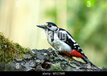 Plus grand pic mar (Dendrocopos major) est assis sur un tronc d'arbre moussu, tombées en mai matin.Pologne au printemps.vue horizontale Banque D'Images