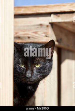 Portrait d'un chat errant noir avec des yeux verts. Jetant un coup d'œil entre les peuplements de bois à l'extérieur en place sur une journée ensoleillée. Banque D'Images