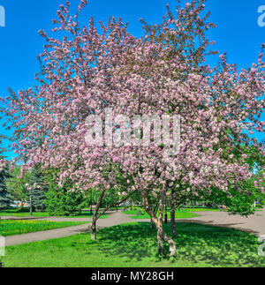 Floraison de printemps pommiers dans le parc de la ville avec des fleurs parfumées rose doux et les jeunes feuilles vertes sur un fond de ciel bleu vif à sunny day Banque D'Images