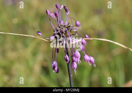 L'allium carinatum fleurs roses Banque D'Images