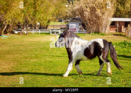 Le noir et blanc petit poney balade sur le champ vert d'un cheval de ferme sur une journée ensoleillée Banque D'Images