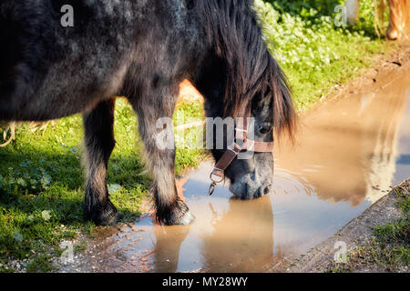 Petit Poney noir de boire l'eau boueuse d'une flaque. Vue rapprochée. Banque D'Images