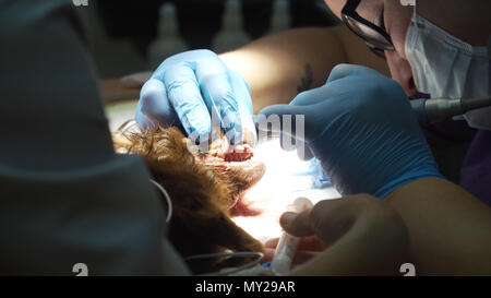 Un chien est d'avoir les dents propres sur la table d'opération. L'assainissement de la cavité buccale chez les chiens. Vétérinaire dentiste dents traitées, l'animal est sous anesthésie dans une clinique vétérinaire. Stomatologie vétérinaire, nettoyer les dents de la plaque dentaire et la pierre. Banque D'Images
