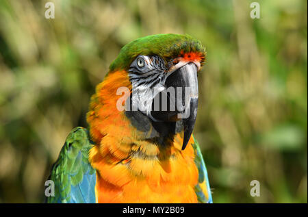 Maui Sunset Macaw Banque D'Images