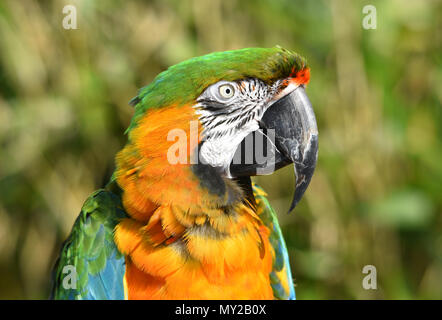 Maui Sunset Macaw Banque D'Images