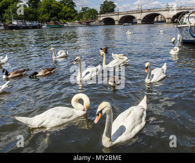 Les cygnes tuberculés natation par Kingston Bridge sur la Tamise, Kingston upon Thames, Grand Londres, Royaume Uni sur une journée ensoleillée au début de l'été avec ciel bleu Banque D'Images