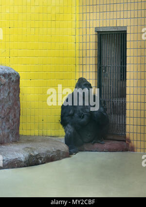 Triste big ont un gorille au zoo assis près de la cage Banque D'Images