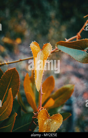 Smilax aspera plante grimpante à feuilles en forme de coeur avec la nature Banque D'Images