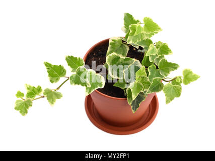 L'usine de Hedera Accueil pot de fleurs isolé sur fond blanc Banque D'Images