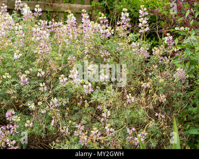 Feuillage argenté et de pointes de rouge, blanc et violet fleurs du bush Chamisso lupin, Lupinus chamissonis Banque D'Images