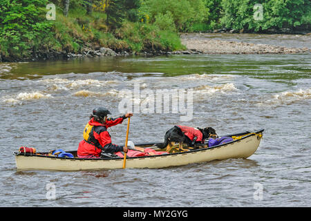 Rivière SPEY TAMDHU ECOSSE CANOÉISTE CANOE RIVER EAU BLANC CRÈME UNIQUE CANOË AVEC UNE PERSONNE ET DE CHIEN Banque D'Images