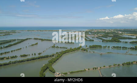 En ville, les mangroves cultivées Ubagan, sto tomas. La ferme du poisson avec les cages pour le poisson et les crevettes dans les Philippines, l'île de Luçon. Vue aérienne d'étangs du poisson pour bangus, chanos. Cages à poissons pour l'aquaculture du tilapia, l'élevage des chanidés pisciculture ou pratiques. Banque D'Images