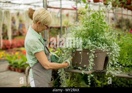 Portrait of senior woman working in greengarden Banque D'Images