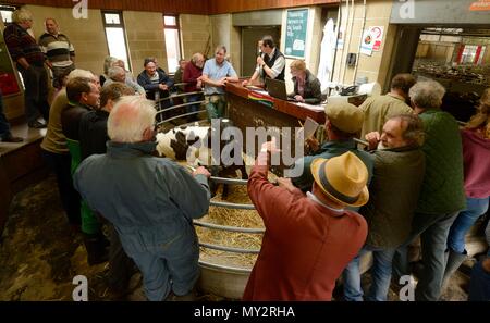 Les commissaires-priseurs qui sont l'élevage Frome célébrer 25e anniversaire de l'adoption d'Sanderwick 15/07/2015 Banque D'Images