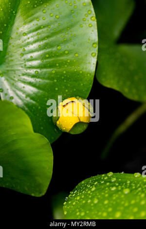 Fleur de l'utriculaire (Utricularia australis aquatiques) dans l'étang Banque D'Images