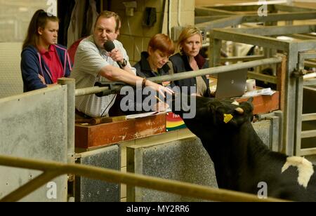 Les commissaires-priseurs qui sont l'élevage Frome célébrer 25e anniversaire de l'adoption d'Sanderwick 15/07/2015 Banque D'Images