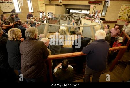 Les commissaires-priseurs qui sont l'élevage Frome célébrer 25e anniversaire de l'adoption d'Sanderwick 15/07/2015 Banque D'Images