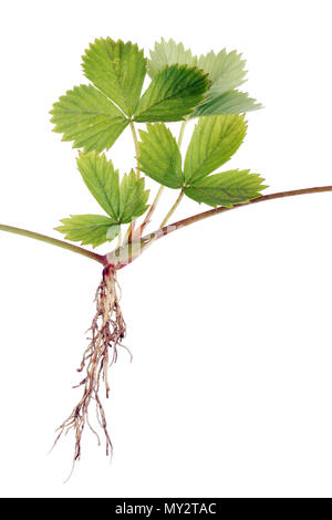 Fraise de forêt est enduite de pousses avec leurs racines sur de longues moustaches Banque D'Images