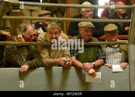 Les commissaires-priseurs qui sont l'élevage Frome célébrer 25e anniversaire de l'adoption d'Sanderwick 15/07/2015 Banque D'Images