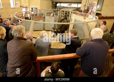 Les commissaires-priseurs qui sont l'élevage Frome célébrer 25e anniversaire de l'adoption d'Sanderwick 15/07/2015 Banque D'Images