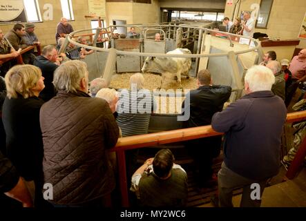 Les commissaires-priseurs qui sont l'élevage Frome célébrer 25e anniversaire de l'adoption d'Sanderwick 15/07/2015 Banque D'Images