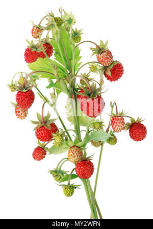 Du vrai fraises sauvages rouge mûre et de petits fruits verts sur un buisson. Isolé sur blanc studio macro shot Banque D'Images