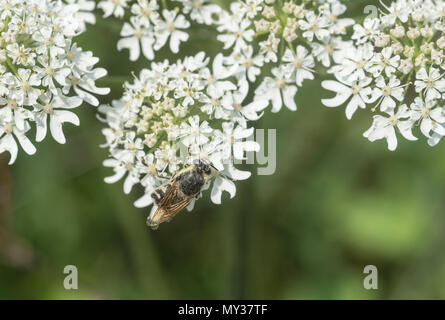 Général (Stratiomys potamida bagués) se nourrissant sur une fleur umbellifer Banque D'Images