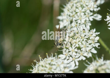 Général (Stratiomys potamida bagués) se nourrissant sur une fleur umbellifer Banque D'Images