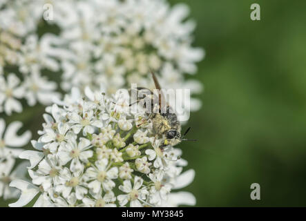 Général (Stratiomys potamida bagués) se nourrissant sur une fleur umbellifer Banque D'Images