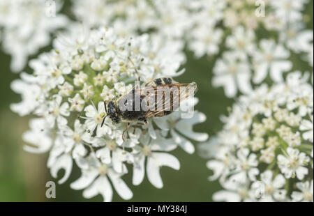 Général (Stratiomys potamida bagués) se nourrissant sur une fleur umbellifer Banque D'Images