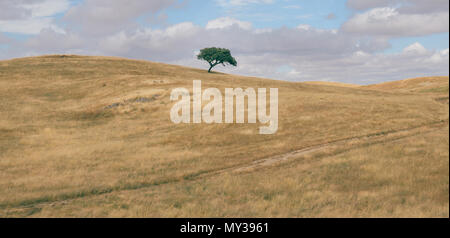 Panorama d'un minimaliste vallonné roulant champ labouré avec isolement suber chêne-liège, Quercus suber, capturées à la région de l'Alentejo au Portugal Banque D'Images