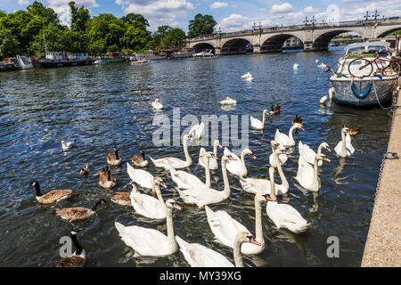 Les cygnes tuberculés natation par Kingston Bridge sur la Tamise, Kingston upon Thames, Grand Londres, Royaume Uni sur une journée ensoleillée au début de l'été avec ciel bleu Banque D'Images