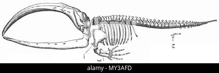 . الهيكل العظمي العربية : لحوت باليني. يشير لوح الكتف أ إلى ; ب : الطرف الأمامي تبقى ; ج : ما من الطرف الخلفي. Deutsch : Feststellung von Bartwales (a - b - Vorderbein Schulterblatt, c, - le reste des Hinterbeins) Anglais : Feststellung d'une baleine à fanons (a - b - omoplate, patte avant, c - reste de jambe arrière) . 1988. Konversionlexikon Meyers, retouché par Kid 007 560 ar squelette de baleine Banque D'Images