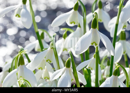 Perce-neige (Galanthus nivalis), close up d'un groupe de fleurs rétro-éclairé par la rivière. Banque D'Images