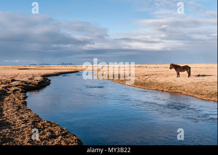 Le sud de l'Islande. Un cheval islandais par le Holtsá river, juste au sud de l'Eyjafjallajökull, vu tôt le matin à partir de la Rocade Banque D'Images